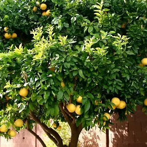 Lemon Tree 3* Donji Seget